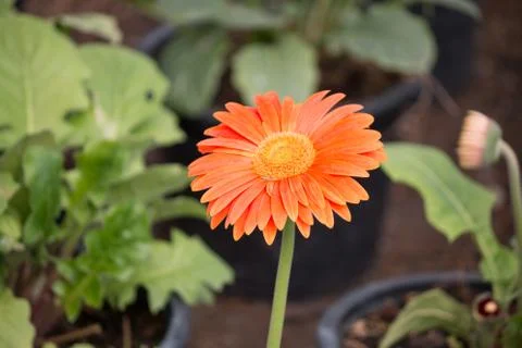 Gerbera planting Stock Photos