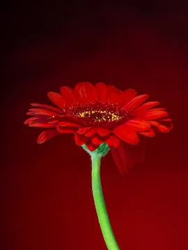 Gerbera, a red flower on a gradient red and black background Stock Photos