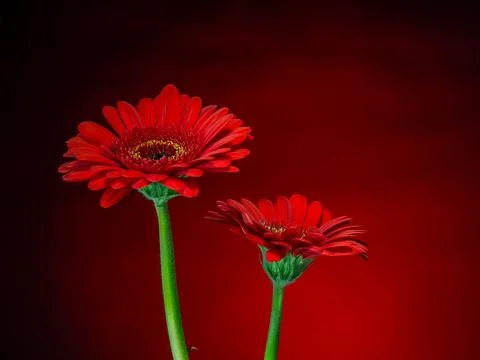 Gerbera, a red flower on a gradient red and black background Stock Photos