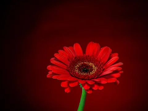 Gerbera, a red flower on a gradient red and black background Stock Photos