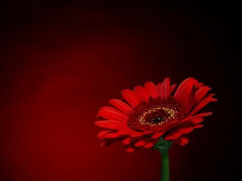 Gerbera, a red flower on a gradient red and black background Stock Photos