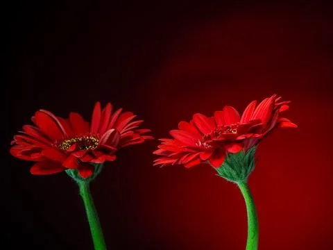 Gerbera, a red flower on a gradient red and black background Stock Photos