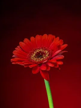 Gerbera, a red flower on a gradient red and black background Stock Photos