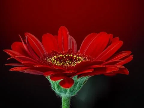 Gerbera, a red flower on a gradient red and black background Stock Photos