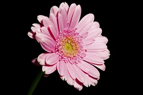 Gerbera in rosa Stock Photos