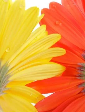 Gerbera view from under Stock Photos