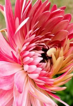 Gerbera Waking  스톡 사진