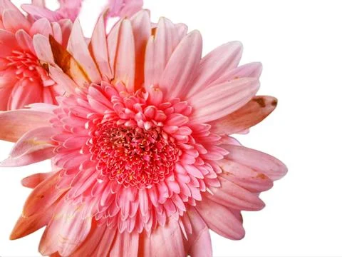 Gerbera white background Stock Photos