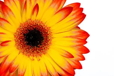 Gerbera on white Stock Photos