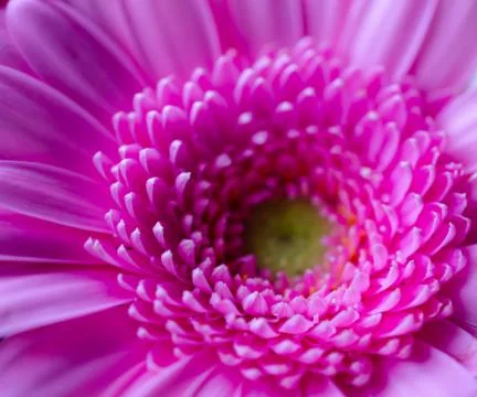Gerbera1 Stock Photos