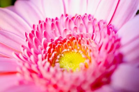 Gerbera3 Stock Photos