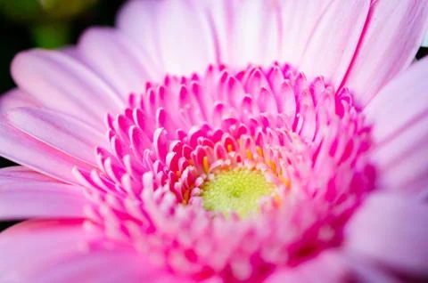 Gerbera4 Stock Photos