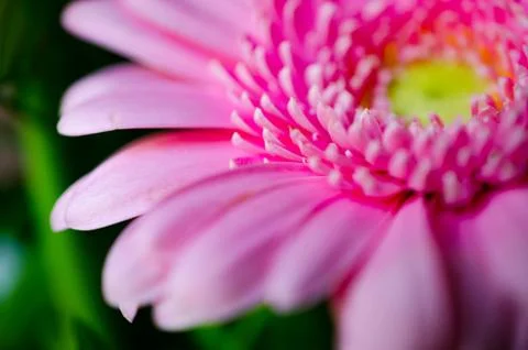 Gerbera5 Stock Photos