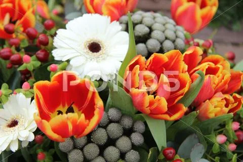Gerberas and tulips Stock Photos
