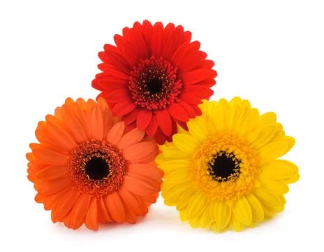 Gerberas flowers Stock Photos