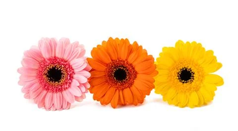 Gerberas flowers Stock Photos