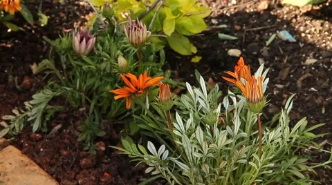 Gerberas in a garden Video stock 51536508