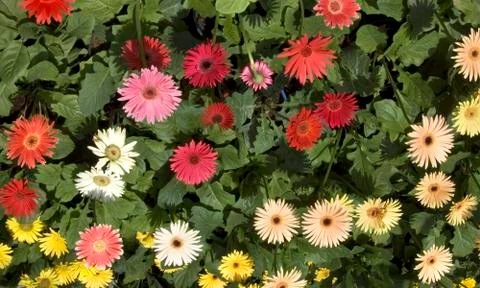 Gerberas Stock Photos