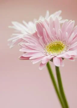 Gerberas Stock Photos