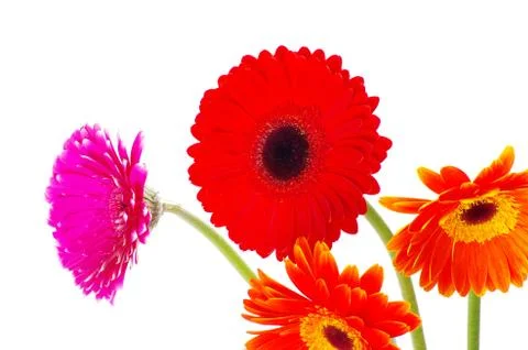 Gerberas Stock Photos