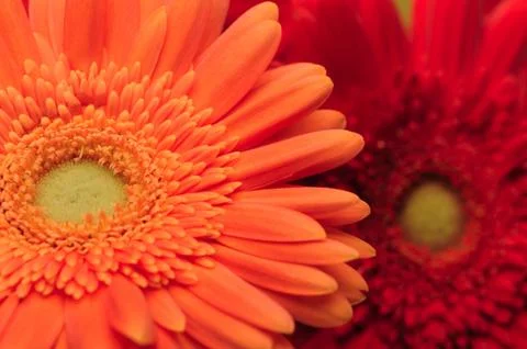 Gerberas Stock Photos