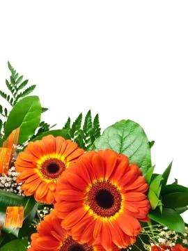 Gerberas Stock Photos