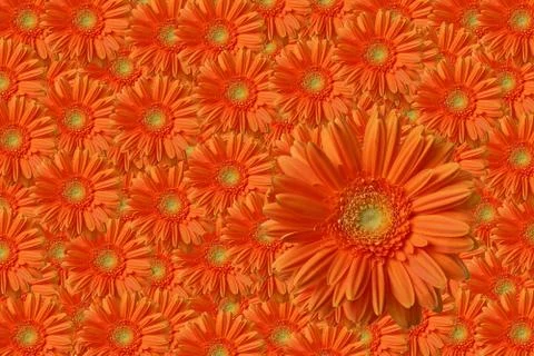 Gerbers background Foto stock