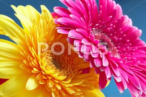 Gerbers Stock Photos
