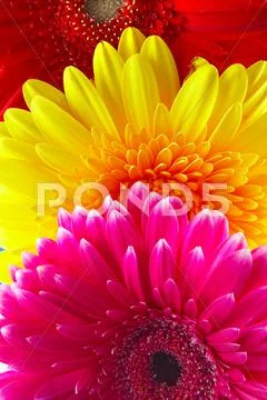 Gerbers Stock Photos