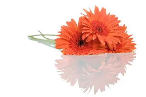 Gerbers Stock Photos