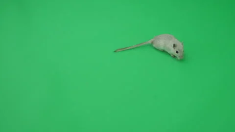 Gerbil C on Green Screen Chroma Key Pt1 of 65 Stock Footage 241242376