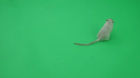 Gerbil C on Green Screen Chroma Key Pt3 of 65 Stock Footage 241245153