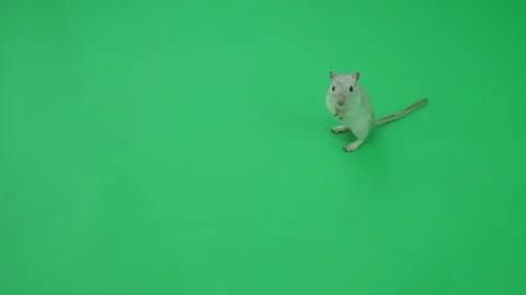 Gerbil C on Green Screen Chroma Key Pt4 of 65 Stock Footage 241246067