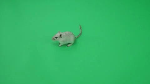 Gerbil C on Green Screen Chroma Key Pt5 of 65 Stock Footage 241248317