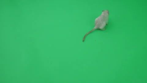 Gerbil C on Green Screen Chroma Key Pt6 of 65 Video stock 241249088