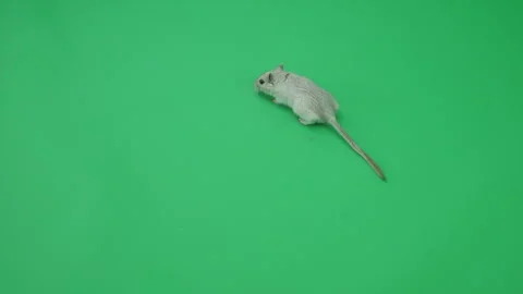Gerbil C on Green Screen Chroma Key Pt8 of 65 Stock Footage 241250307