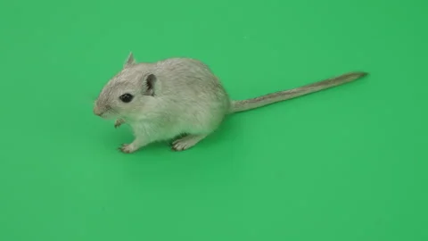 Gerbil C on Green Screen Chroma Key Pt10 of 65 Stock Footage 241252172