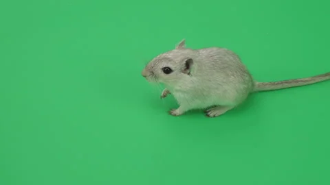 Gerbil C on Green Screen Chroma Key Pt9 of 65 Stock Footage 241255456