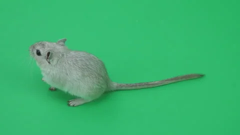 Gerbil C on Green Screen Chroma Key Pt11 of 65 Video stock 241256505