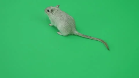 Gerbil C on Green Screen Chroma Key Pt13 of 65 Stock Footage 241257532