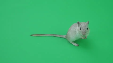 Gerbil C on Green Screen Chroma Key Pt15 of 65 Stock Footage 241258754
