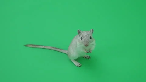 Gerbil C on Green Screen Chroma Key Pt16 of 65 Video stock 241260152
