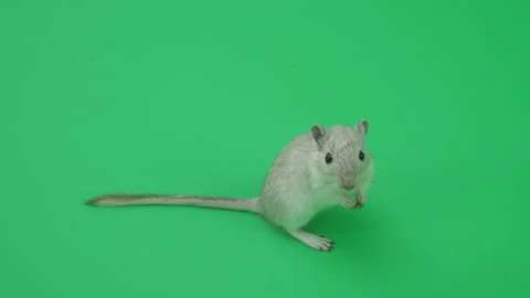 Gerbil C on Green Screen Chroma Key Pt18 of 65 Stock Footage 241262239