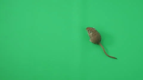 Gerbil C on Green Screen Chroma Key Pt25 of 65 Video stock 241267901