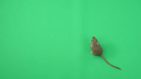Gerbil C on Green Screen Chroma Key Pt23 of 65 Stock Footage 241268382