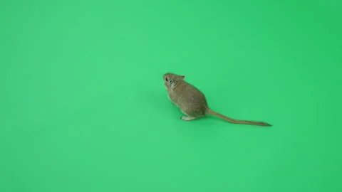 Gerbil C on Green Screen Chroma Key Pt29 of 65 Stock Footage 241270108