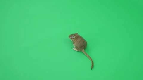 Gerbil C on Green Screen Chroma Key Pt27 of 65 Stock Footage 241270234