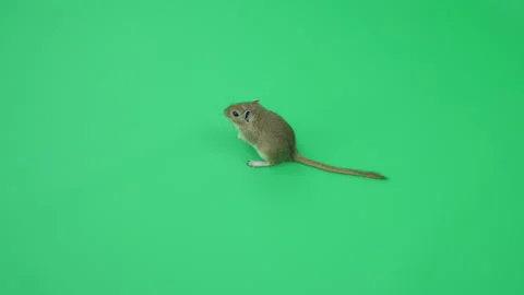 Gerbil C on Green Screen Chroma Key Pt31 of 65 Stock Footage 241271847