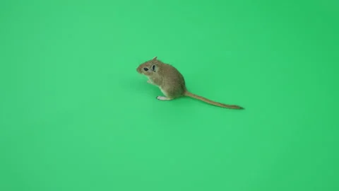 Gerbil C on Green Screen Chroma Key Pt32 of 65 Stock Footage 241272726