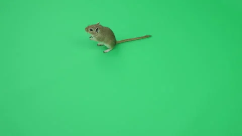 Gerbil C on Green Screen Chroma Key Pt35 of 65 Stock Footage 241274066
